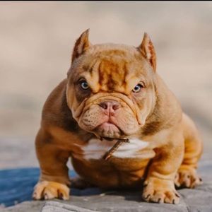 Meet your Posher, Fred